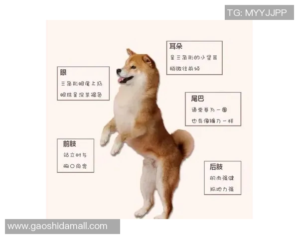 像柴犬一样可爱的足球明星盘点与他们的独特魅力解析